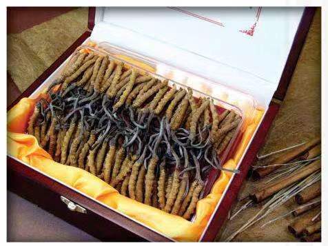 濂溪冬虫夏草回收